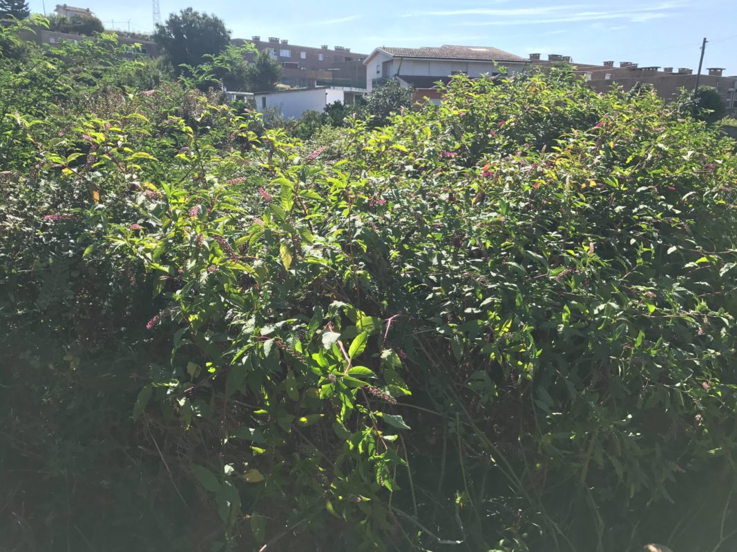 Máximo Jardins – O seu jardim sorri para si