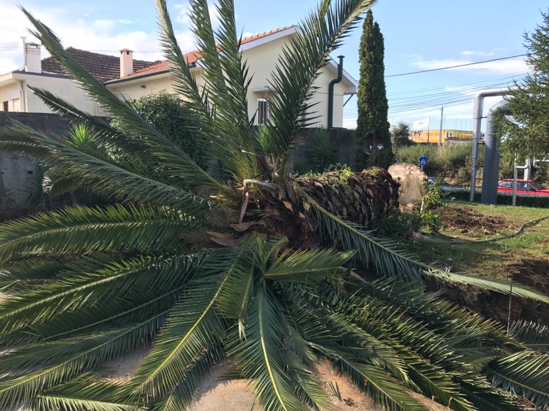 Máximo Jardins – O seu jardim sorri para si